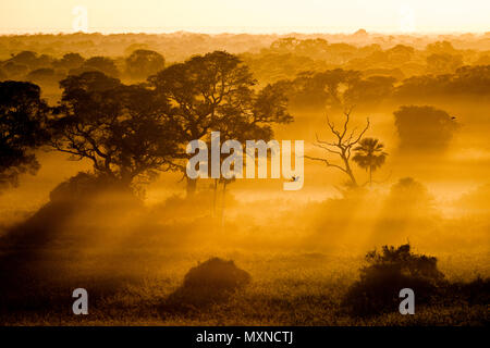 Le Pantanal du Brésil à tôt le matin Banque D'Images