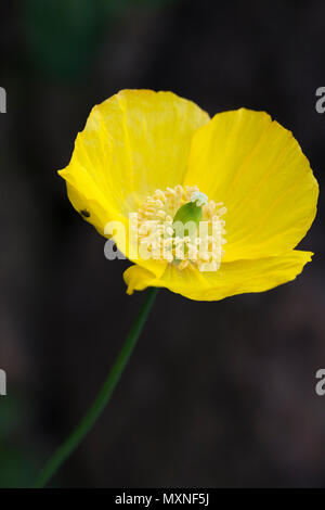 (Welsh Poppy Meconopsis cambrica) isolés sur un fond sombre, UK Banque D'Images