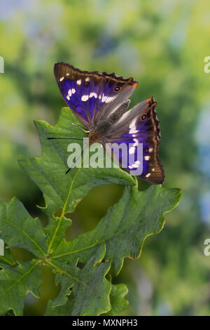 Nur Schillerfalter, Männchen, je nach Lichteinfall sichtbarem Blauschiller mit unterschiedlich, Apatura iris, Purple Emperor, homme, le Grand Mars c Banque D'Images