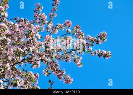 Floraison de printemps apple tree branches avec des fleurs parfumées rose doux et les jeunes feuilles vertes sur un fond de ciel bleu vif à sunny day Banque D'Images