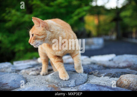 Chat tigré Orange remarquant un bruit à sa droite Banque D'Images