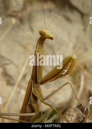 Mâle de brown la mante religieuse (Mantis religiosa) Banque D'Images