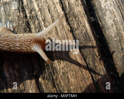 Ombre de l'escargot tête sur la table en bois Banque D'Images