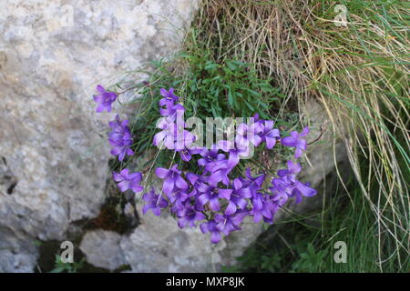 Edraianthus serpyllifolius fleurs violettes Banque D'Images