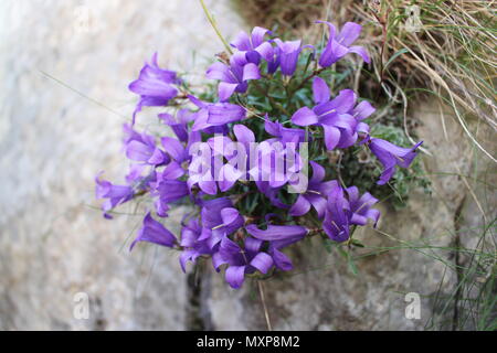 Edraianthus serpyllifolius fleurs violettes Banque D'Images