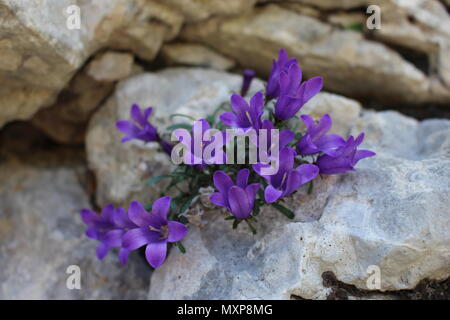 Edraianthus serpyllifolius fleurs violettes Banque D'Images