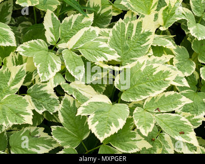 Arme blanche feuillage des mauvaises herbes, agressif, vivace couvre-sol Aegopodium podagraria 'Variegatum', sol bigarré elder Banque D'Images