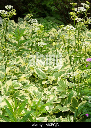 Arme blanche feuillage et fleurs de l'umbellifer agressif, mauvaises herbes vivaces couvre-sol, Aegopodium podagraria 'Variegatum', sol bigarré elde Banque D'Images