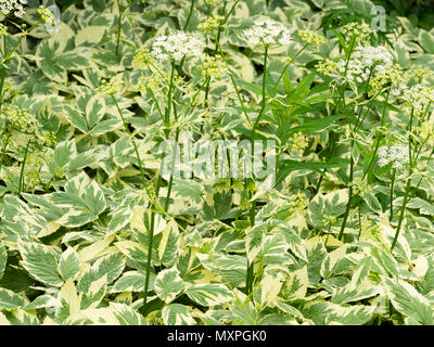 Arme blanche feuillage et fleurs de l'umbellifer agressif, mauvaises herbes vivaces couvre-sol, Aegopodium podagraria 'Variegatum', sol bigarré elde Banque D'Images