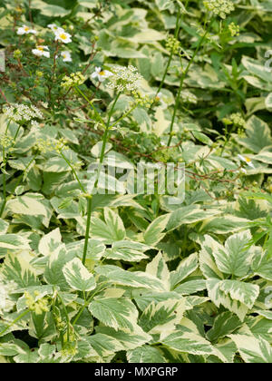 Arme blanche feuillage et fleurs de l'umbellifer agressif, mauvaises herbes vivaces couvre-sol, Aegopodium podagraria 'Variegatum', sol bigarré elde Banque D'Images