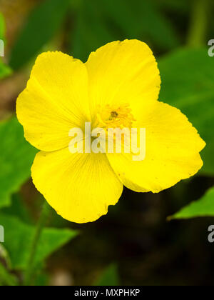 La fin du printemps jaune fleur de la plante vivace plante jardin boisé, les Chinois, celandine poppy Stylophorum lasiocarpum Banque D'Images