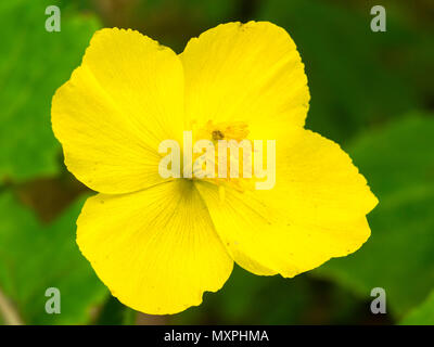 La fin du printemps jaune fleur de la plante vivace plante jardin boisé, les Chinois, celandine poppy Stylophorum lasiocarpum Banque D'Images