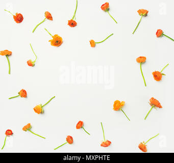 Télévision à jeter des fleurs renoncule orange sur fond blanc, copy space Banque D'Images
