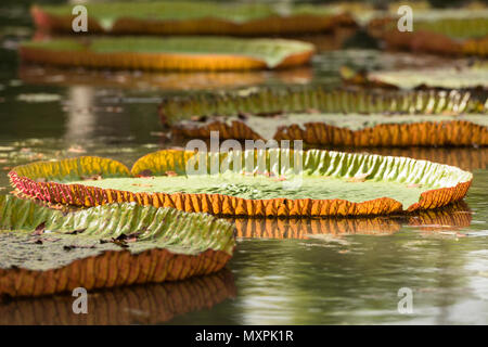 Nénuphars géants (Victoria amazonic) dans le Jardin Botanique Sir Seewoosagur Ramgoolam de pamplemousses, Maurice, Banque D'Images