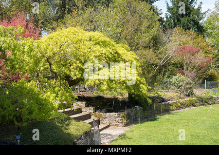 Les arbres Miixed donnent de l'intérêt au jardin ornemental près de Jermyns Maison à Hillier Arboretum dans Hampshire Angleterre Royaume-Uni Banque D'Images