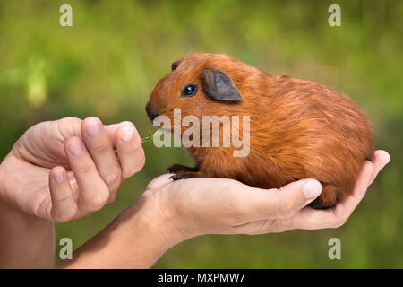 Cochon d'alimentation assis sur la main verte sur fond flou Banque D'Images