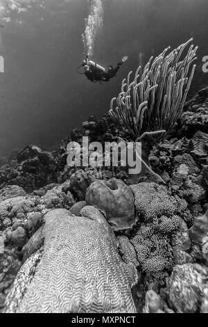 Barrière de corail en mer Carbiiean avec diver coral grand cerveau ci-dessus Banque D'Images