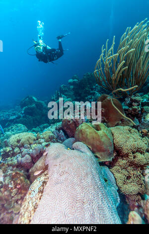 Barrière de corail en mer Carbiiean avec diver coral grand cerveau ci-dessus Banque D'Images
