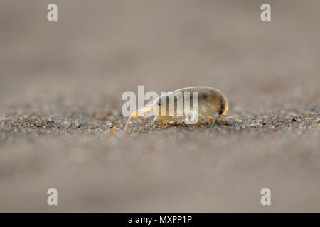 Sandhopper, Talitridae, marcher, se déplacer, sauter sur le sable sur une plage écossaise en mai. Banque D'Images