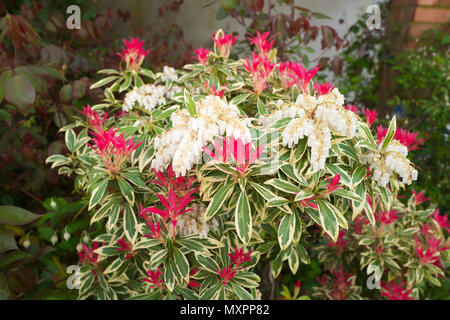 Pieris japonica 'Flaming Silver' montrant les nouvelles feuilles et fleurs au printemps dans un jardin anglais Banque D'Images