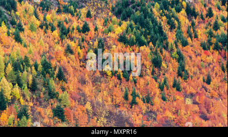 Contexte - Couleurs d'automne dans la forêt Banque D'Images