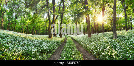 Grâce à une allée de la forêt de fleurs de printemps fleurs blanches. L'ail sauvage Banque D'Images