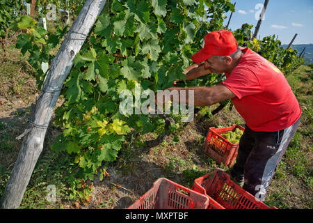 L'Italie, panorama de vignobles du Piémont : Langhe-Roero et Monferrato sur la Liste du patrimoine mondial de l'UNESCO : la récolte en Italie Monferrato, Piémont, Vi Banque D'Images