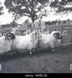 Années 1930, des moutons, des béliers à vendre à Dartmoor, dans le Devon, England, UK une zone unique riche en faune, dartmoor a de profondes vallées fluviales et de landes ouvertes et les terres hautes, les endroits où les moutons, traditionnellement un important produit économique pour le Royaume-Uni, trouver des pâturages. Son importance est telle, qu'aujourd'hui, le troupeau de moutons landes détache une grande partie de l'industrie ovine britannique. Banque D'Images