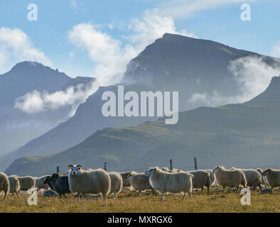 Free Range des moutons paissant sur l'herbe et les herbes, de l'Islande Banque D'Images