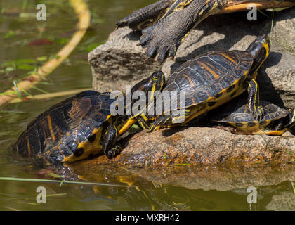 Le soleil de la belle tortue dans étang dans un jour de printemps Banque D'Images