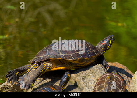 Le soleil de la belle tortue dans étang dans un jour de printemps Banque D'Images