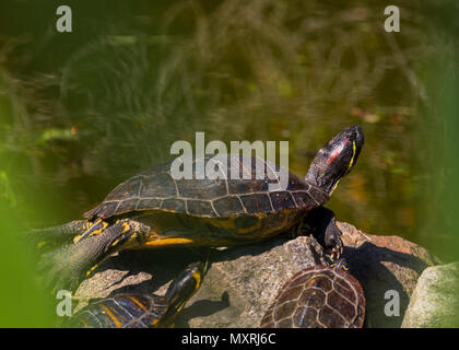 Le soleil de la belle tortue dans étang dans un jour de printemps Banque D'Images