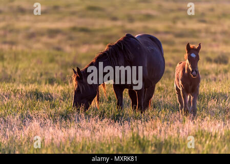 Chevaux sauvages paissent dans la prairie au coucher du soleil Banque D'Images