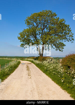 Une piste de ferme près de calcaire a mature de frênes et d'aubépine auburn avec des champs de blé et de fleurs sauvages sous un ciel bleu dans le Yorkshire Wolds près de la guerre Banque D'Images