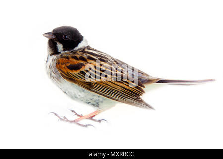 Homme Reed Bunting Emberiza schoeniclus, blackcap (mâle), oiseau arbuste, habitant de marais d'herbes et de carex Banque D'Images