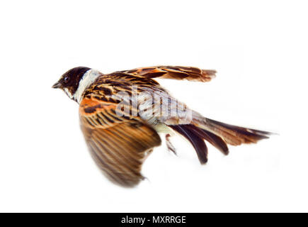 Homme Reed Bunting Emberiza schoeniclus, blackcap (mâle), oiseau arbuste, habitant de marais d'herbes et de carex Banque D'Images