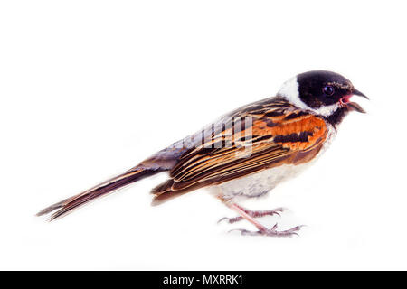 Homme Reed Bunting Emberiza schoeniclus, blackcap (mâle), oiseau arbuste, habitant de marais d'herbes et de carex Banque D'Images