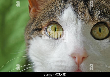 Portrait d'un chat aux cheveux courts. Gros yeux de couleur noisette clair, rose tendre nez et le visage blanc et les moustaches Banque D'Images