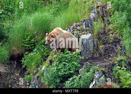 Ce jeune grizzly kodiak est de regarder un plus grand potentiel lorsqu'il s'approche de l'ours près de Fraser Lake sur l'île Kodiak Banque D'Images