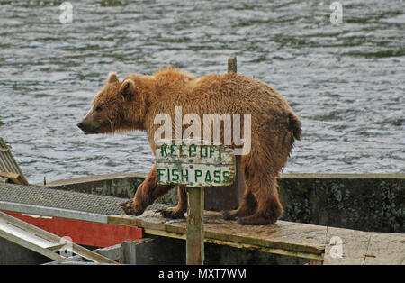 Grizzli d'enfreindre les règles sur l'île Kodiak Banque D'Images