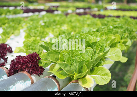 Ferme de légumes hydroponiques. Banque D'Images