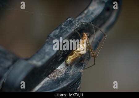 Avec une médaille d'argent (Tetragnatha montana) Banque D'Images