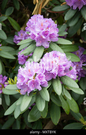 Grappe de trois fleurs de rhododendron rose avec des feuilles vertes Banque D'Images