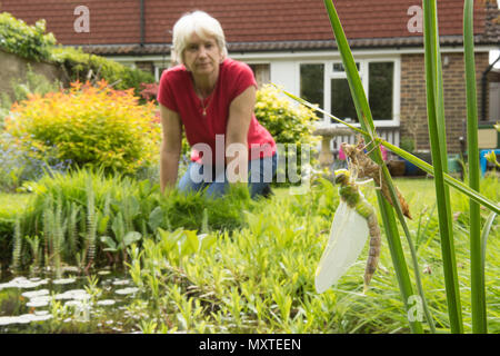 Personne regardant la métamorphose de libellules de étang de jardin, libellule Anax Empereur, imperator, sortir de larve, Sussex, UK, mai, Banque D'Images