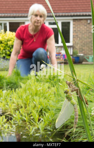 Personne regardant la métamorphose de libellules de étang de jardin, libellule Anax Empereur, imperator, sortir de larve, Sussex, UK, mai, Banque D'Images