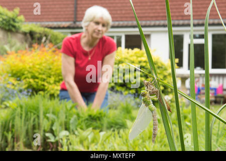 Personne regardant la métamorphose de libellules de étang de jardin, libellule Anax Empereur, imperator, sortir de larve, Sussex, UK, mai, Banque D'Images