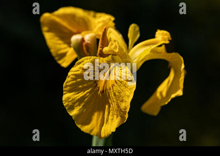 Iris jaune (Iris pseudacorus) détail de fleurs avec fond sombre Banque D'Images