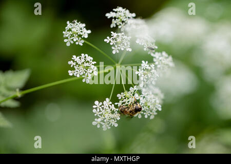 Close up of cow parsley (Anthriscus sylvestris) montrant la tête en fleur fleurs blanc Banque D'Images