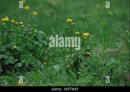 Globeflowers sur le terrain au cours d'une chute de neige. Banque D'Images