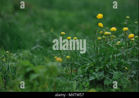 Globeflowers sur le terrain au cours d'une chute de neige. Banque D'Images